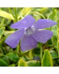 Vinca minor Aureovariegata